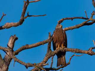 kite, black, Milvus migrans, bird, animal, fauna, wildlife, natu