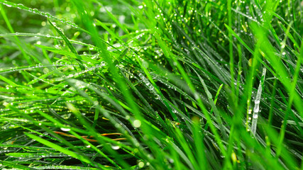 green grass background