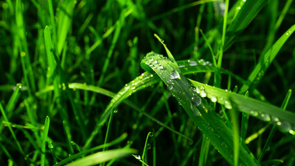 grass with dew drops
