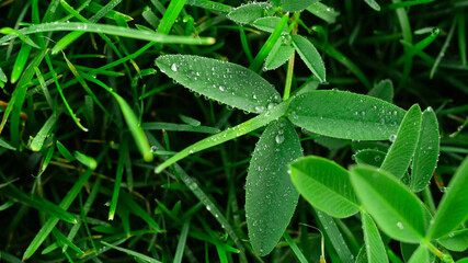 rain drops on a leaf