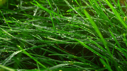 grass with dew drops