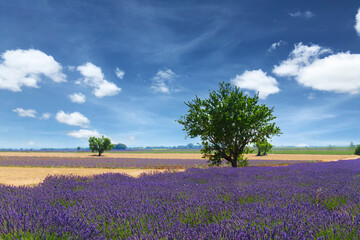 Lavender field and tree with summer dark blue sky, France, retro toned