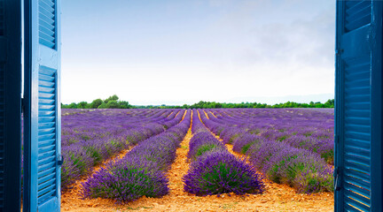 Lavender field rows with summer blue sky through wooden shutters, France