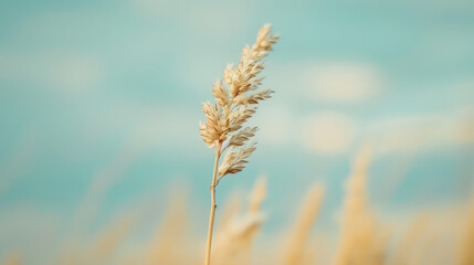 A single wheat stalk against a soft sky background, focusing on grains at the top. 