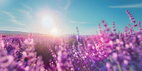 Blooming lavender fields under a clear blue sky, romantic and natural, for beauty or natural health products 