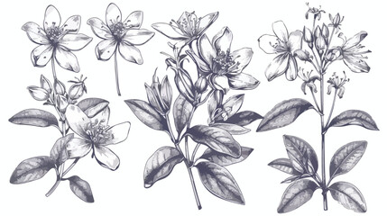 St. Johns wort medical botanical isolated illustration - obrazy, fototapety, plakaty