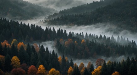 Mystical Autumn Fog in Black Forest, Germany - Enchanting Landscape with Rising Fog, Autumnal Trees, and Firs - obrazy, fototapety, plakaty