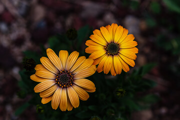 Obraz premium A picture of flowers, commonly known as african daisy, in the park during spring.