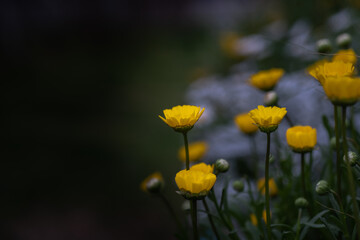 A picture of flowers, commonly known as gold coins, in the park during spring. - obrazy, fototapety, plakaty