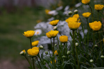 A picture of flowers, commonly known as gold coins, in the park during spring.