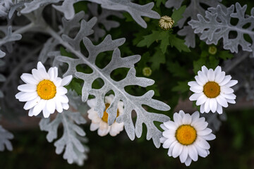 A picture of flowers, commonly known as daisies, in the park during spring.