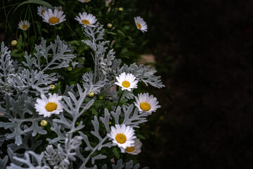 A picture of flowers, commonly known as daisies, in the park during spring.