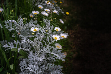 A picture of flowers, commonly known as daisies, in the park during spring.
