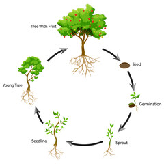 Diagram showing parts of a tree with roots. Vector illustration.