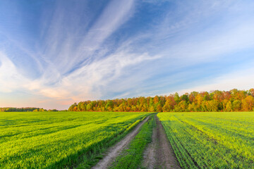 Picturesque landscape of green field and sky with clouds. A dirt road between the fields leads to...