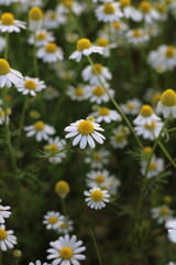 Daisies blooming in the meadow in spring and summer