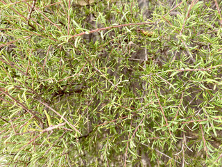 Close up Bush with thin green leaves.  Cute nature for backgrounds, decor, posters, banners.