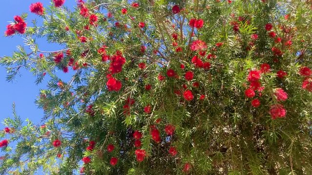Close-up shot of beautiful Callistemon citrinus flower. Australian Crimson Bottlebrush Red Flowers 