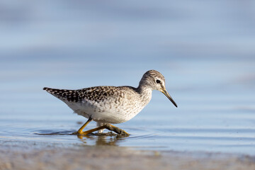 Waders or shorebirds, wood sandpiper (Tringa glareola) in a wetland area in italy.