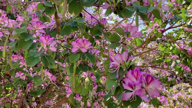 Pink Bauhinia flowers on the green background. Hong Kong Orchid Tree