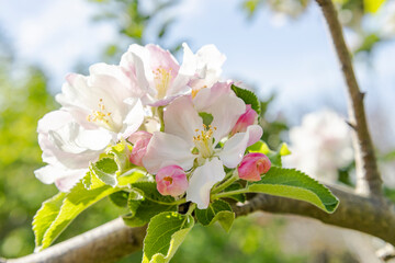 Soft and calm sunny day in the garden. Apple blooming flowers on tree