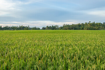 Fototapeta na wymiar Rice fields in the rice fields are turning yellow