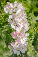Vertical image. Soft white pink apple blooming branch