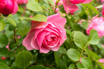 Pink rose with green leaves in the garden