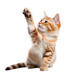 Maine coon cat jumping and raising paw up isolated on transparent background