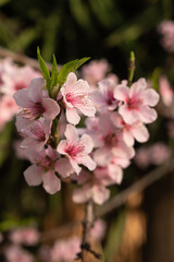 pink peach blossom