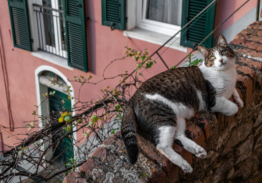 Manolo, the italian cat
