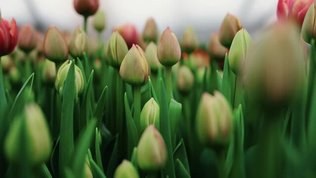 Growing tulips in a greenhouse, growing close-up. Blooming spring. Flower business concept. Spring flowering period.