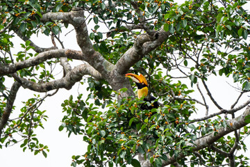 Fototapeta premium A hornbill is eating ripe fruit. Khao Yai National Park