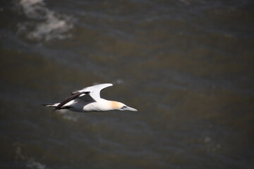 Gannets seagulls at the cliff tops at Bempton Yorkshire