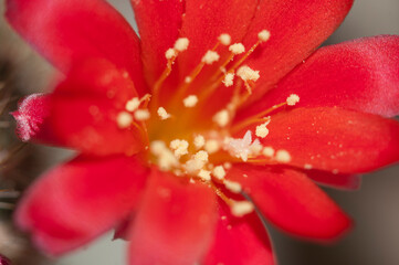 Rebutia minuscula cactus flower close up - obrazy, fototapety, plakaty