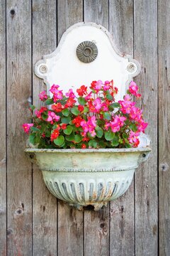 Mini Begonia flowers in the old metalic washbasin on the rural wall. Garden inspiration for potted plants.