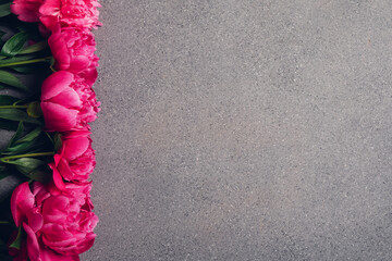 Beautiful fresh vivid pink peony flowers in full bloom on grey background, top down view, close up....