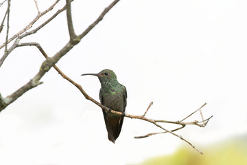 Naklejka premium Rufous-tailed Hummingbird (Amazilia tzacatl)
