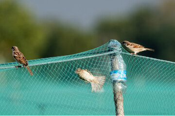 The bird is stuck in the net