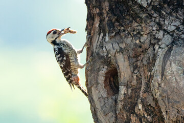 Obraz premium spotted woodpecker Feeding the young in the nest hole