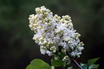 White lilac flowers.
