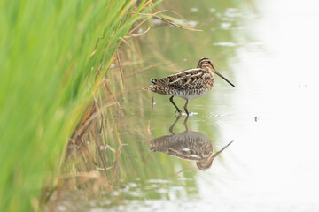 Birds are looking for food during the day