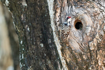 spotted woodpecker Feeding the young in the nest hole