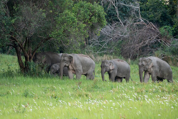 Many elephants follow each other to eat minerals from the soil