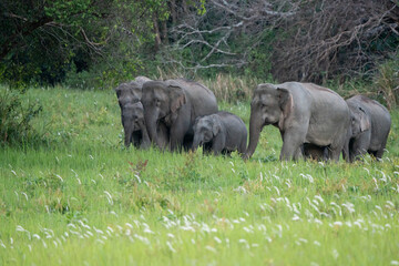 Many elephants follow each other to eat minerals from the soil