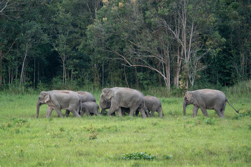 Many elephants follow each other to eat minerals from the soil