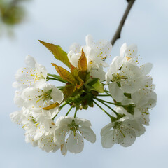 Kirschbaum Blühte.