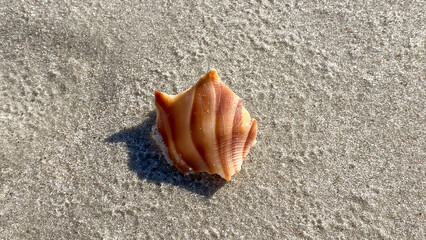 Sea Shells in Amelia Island