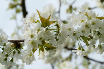 Kirschbaum Blühte.