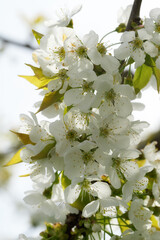 Kirschbaum Blühte.